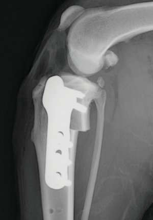 Radiograf�a de perfil de la rodilla despu�s de realizar una TPLO tras corregir la pendiente tibial